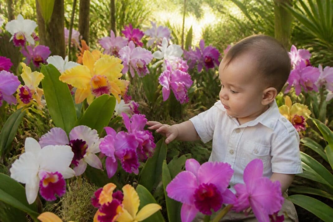 découvrez le festival floral de la cattleya en colombie, une célébration colorée qui éveille les sens de bébé à travers la beauté et les parfums des fleurs exotiques.
